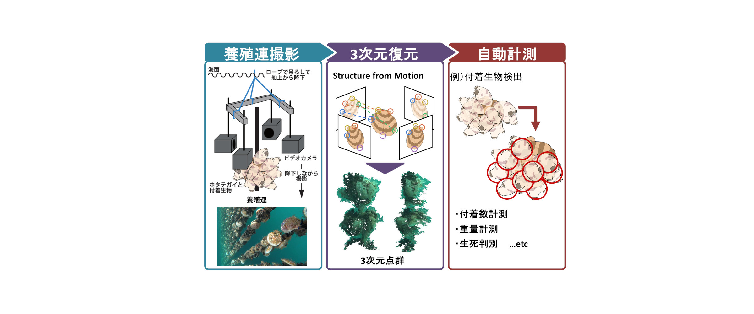 海中における画像３次元復元、そして計測へ